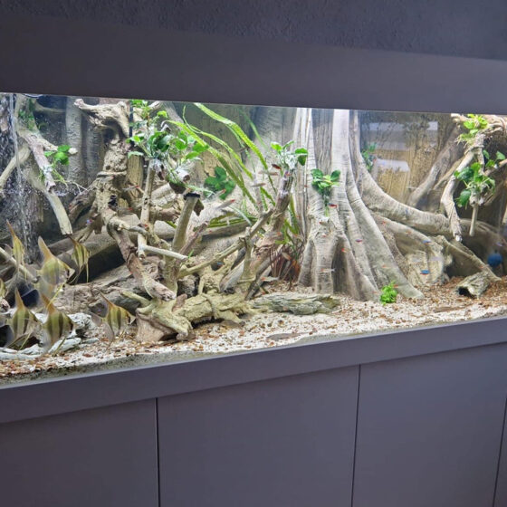 Sfondo acquario Laona con Altum