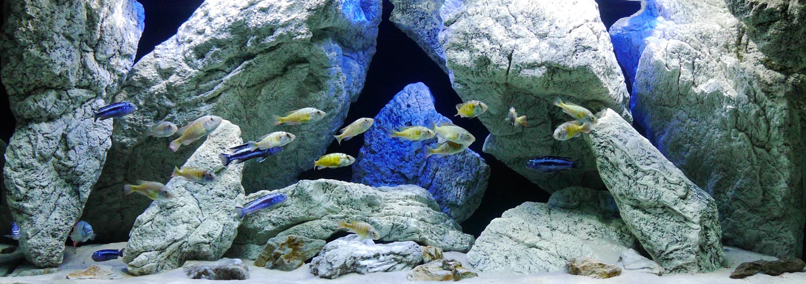 Aquarium rotsen in het Malawi aquarium