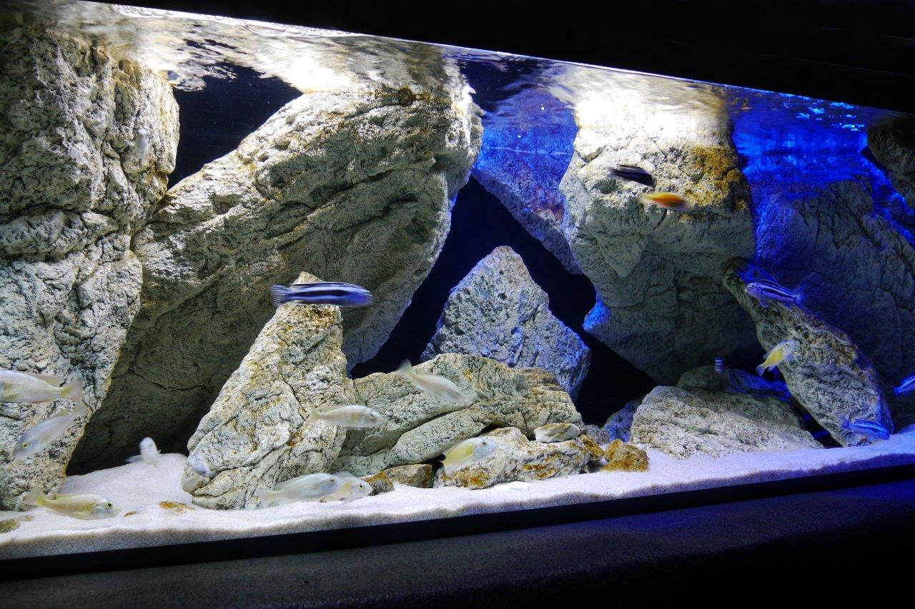 Malawi cichliden - ARSTONE aquarium