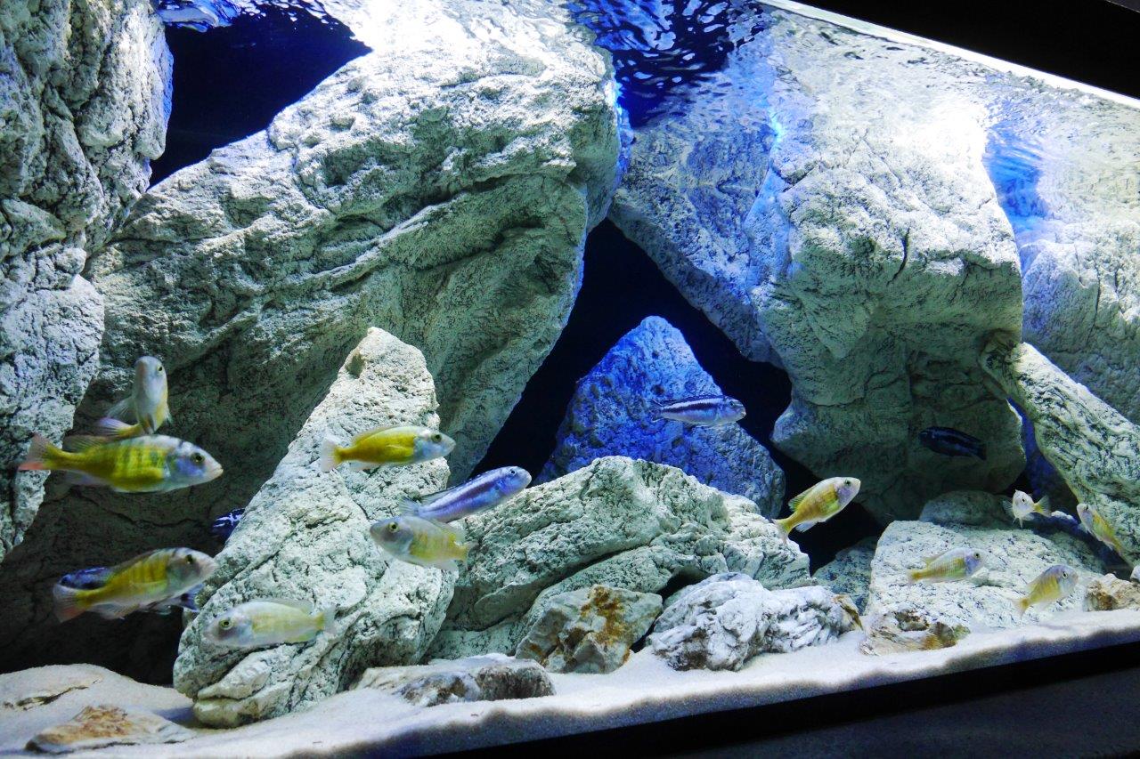Malawi akvárium s umělými kameny a tlamovci