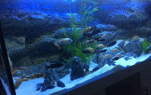 large aquarium backgrounds