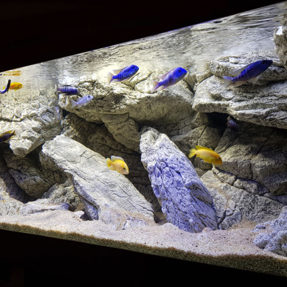 koelkast Haringen tot nu ARSTONE - aquarium achterwanden, 3D modules en stenen