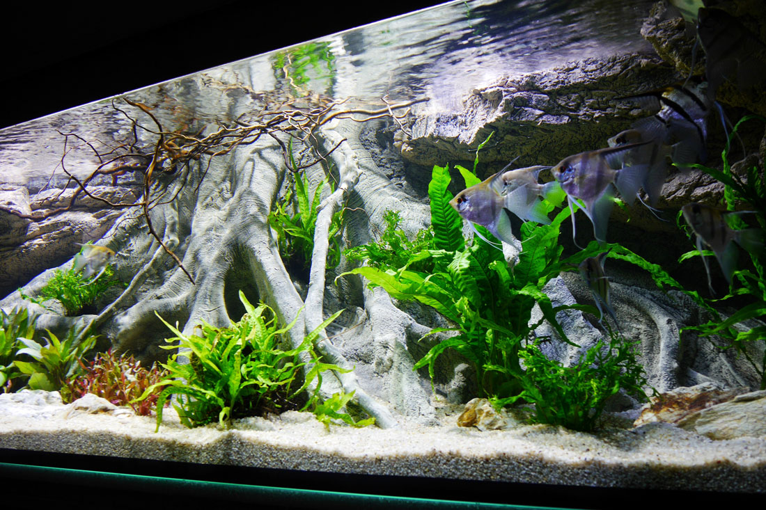 Gelijkenis tuin medeklinker Amazone XL 3D wortel aquarium achterwand
