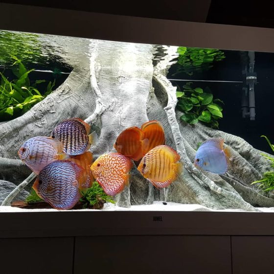 Flitsend opraken stok Orinoco 3D wortel achterwand in een discusvissen aquarium 160x60 cm
